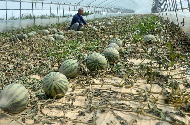 지난해 7월 13일 집중호우로 인해 피해를 입은 전북 익산시 망성면에서 한 수박농장 주인이 물에 잠겨 폐기할 수박을 애처롭게 바라보고 있다. [뉴시스]