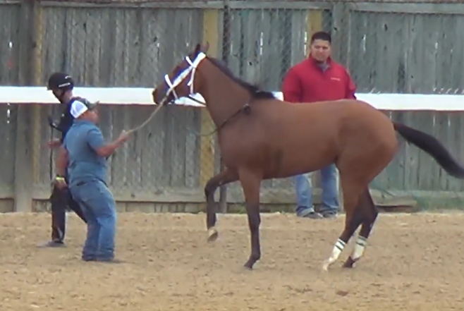 언더태크쇼에서 부상을 당한 말.[PETA 홈페이지 갈무리]
