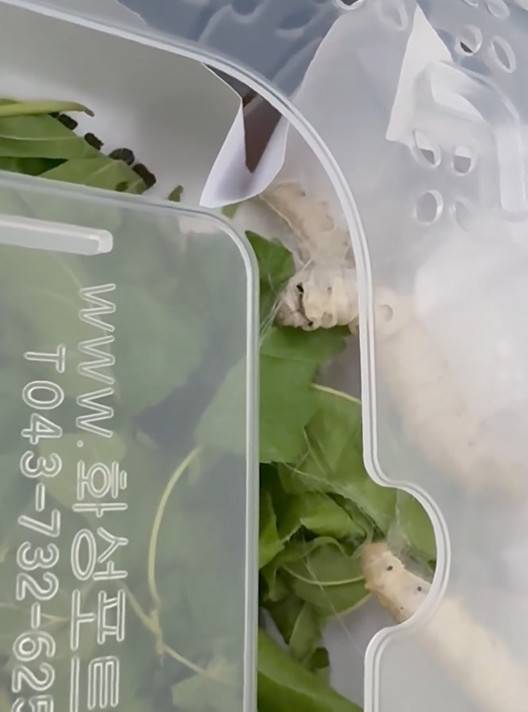 사진=손예진 공식 부계정