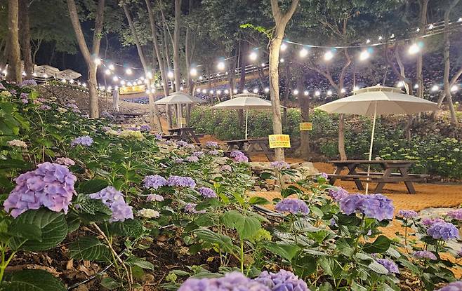 [진도=뉴시스]진도 운림산림욕장 '수국공원'. (사진=진도군 제공) 2025.06.17. photo@newsis.com *재판매 및 DB 금지