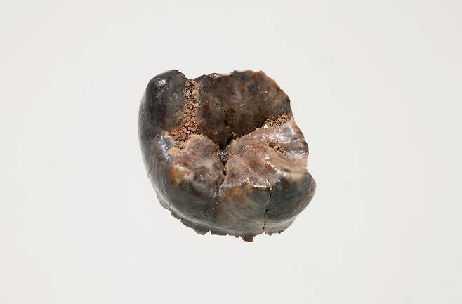 [서울=뉴시스] 공주 왕릉원 2호분 출토 어금니 (사진=국가유산청 제공) 2025.06.17. photo@newsis.com *재판매 및 DB 금지