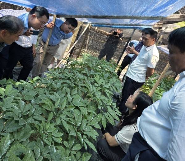▲ 베트남 인삼사절단이 충북 보은군 인삼재배 농가를 방문해 고려인삼 재배현장을 꼼꼼히 살펴보고 있다. /바이오플랜 제공