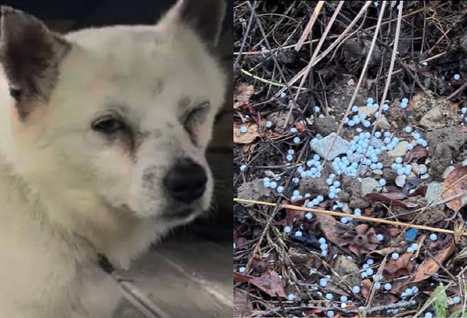 비비탄 총을 맞고 다친 반려견과 마당 사유지에서 발견된 비비탄 총알. (사진=비글구조네트워크)