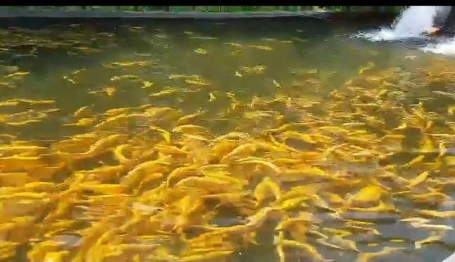 포동포동 살이 찐 송어들이 청정수 양식장에서 펄떡이고 있다. 이들 송어의 수컷 정자에서 PDRN이 추출된다. [사진=바이오아]