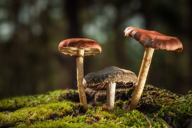 실로시빈 투여가 암 환자들의 우울증을 장기간 완화했다는 연구 결과가 나왔다. 버섯 이미지는 기사 내용과 무관. [사진=게티이미지뱅크]
