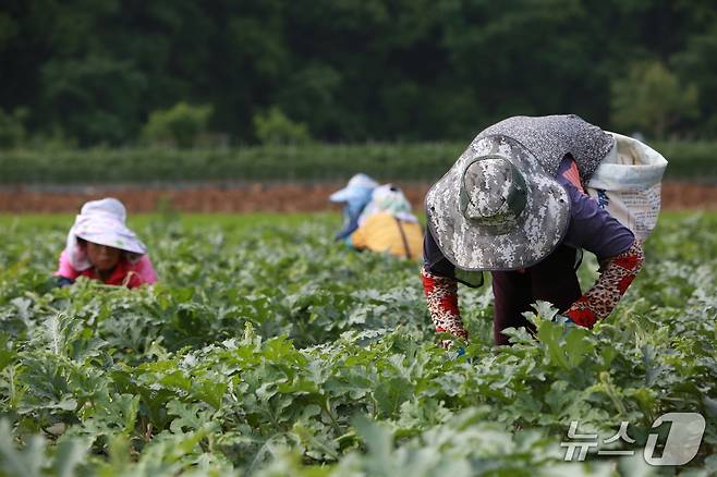 단양군 어상천면 주민이 노지 수박밭에서 수박 순을 따고 있다.(단양군 제공. 재판매 및 DB금지)/뉴스1