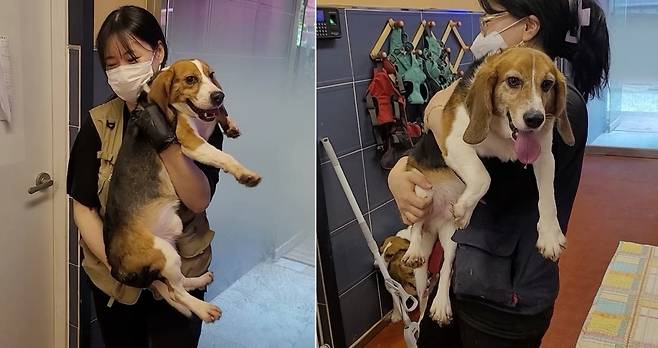 최근 비글구조네트워크가 구조한 실험 비글들(비글구조네트워크 제공) ⓒ 뉴스1