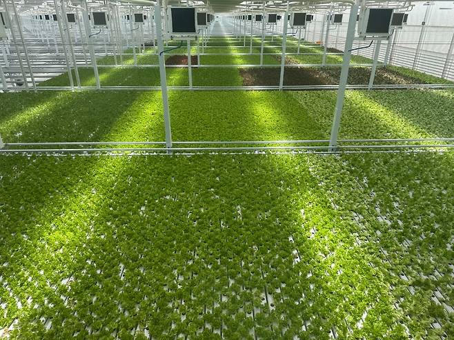 우듬지팜의 ‘유럽형 채소 온실’. /우듬지팜 제공