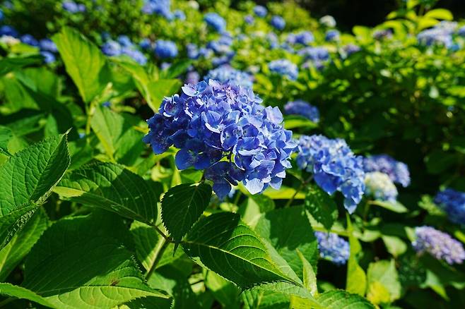 DSC02938.JPG (스압) 간사이 여행 사진