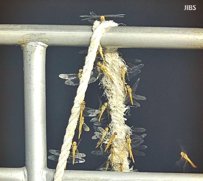 오늘(18일) 새벽 제주 앞바다에서 낚싯배를 덮친 잠자리 떼의 모습 (사진, 나폴리호 제공)