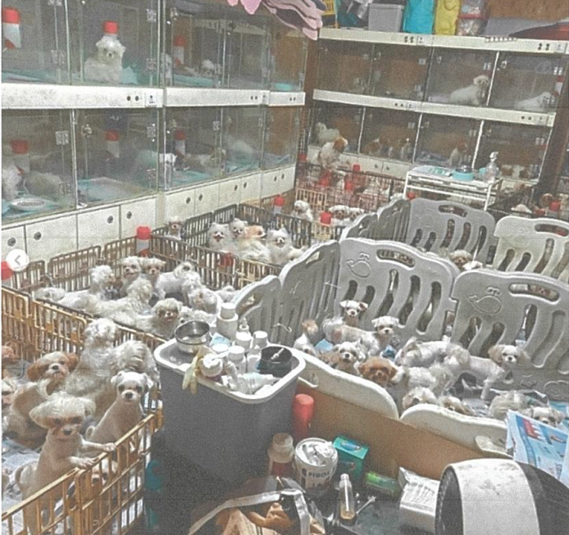 밀집된 공간에 모여있는 소형 견들. [수원지검]