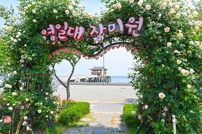 영일대 장미원[포항시 제공]