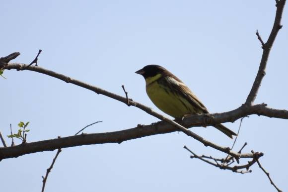 지난달 11일 울산 울주군 남창 들녘에서 관측된 검은머리촉새. 울산제일고 이승현군 제공