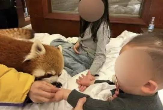 중국 충칭의 한 5성급 호텔에서 투숙객들이 멸종위기 동물인 레서판다를 객실 안에서 만날 수 있도록 하는 룸서비스를 제공하고 있다. 자료 : 중국 소셜미디어