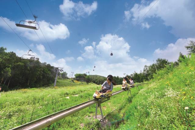 강원랜드 하이원리조트에서 알파인 코스터를 즐기는 관광객들. 사진 제공=강원랜드