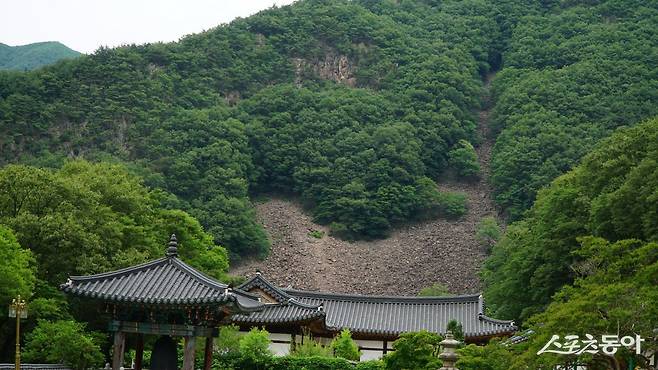 영동 반야사 뒷편 산자락의 호랑이 형상. 깨진 돌들이 모여져 있는 너덜겅의 형태가 꼬리를 높이 세운 호랑이를 닮았다고 한다 영동|김재범 기자 oldfield@donga.com