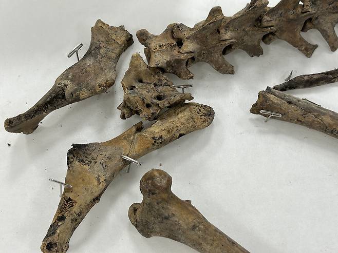 경주 월성 남성벽에서 나온 개 뼈      (경주=연합뉴스) 김예나 기자 = 지난 11일 경북 경주시 신라월성연구센터 숭문대에서 공개된 월성 출토 개 뼈 모습. 국립경주문화유산연구소는 3세기 사로국 시기에 의례를 지내며 묻은 것으로 추정되는 개 뼈를 중심으로 월성 출토 개의 유전자를 분석하고 연구할 예정이다. 2025.6.18
    yes@yna.co.kr