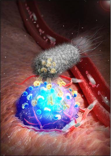 종양에 스트렙트아비딘을 분비해 암 위치를 형광으로 표시하는 박테리아 조영플랫폼 [KIST 제공. 재판매 및 DB 금지]