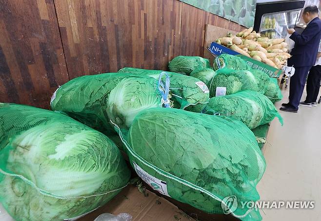여름배추 25% 감소 예상 (서울=연합뉴스) 이재희 기자 = 서울의 한 대형마트에 진열된 배추. 2025.6.15 scape@yna.co.kr