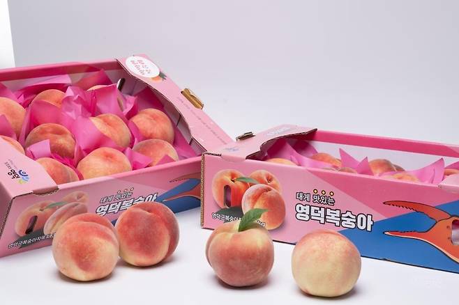 영덕 복숭아 [영덕군 제공. 재판매 및 DB 금지]