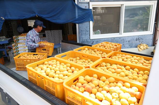수확한 살구 [촬영 박세진]