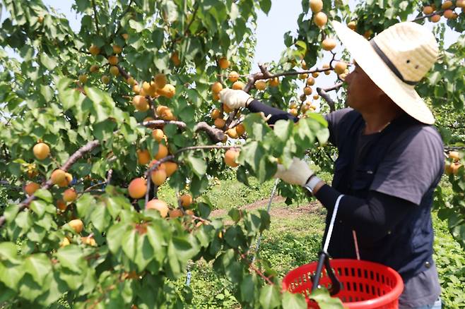 살구 따는 윤현규씨  [촬영 박세진]