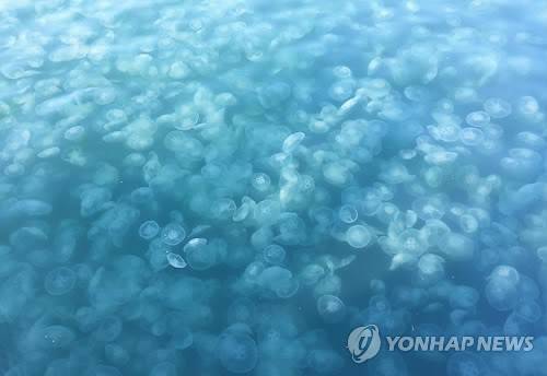 보름달물해파리 [연합뉴스 자료사진]