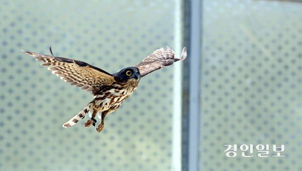 조류계류장에서 재활치료를 받고 있는 솔부엉이(천연기념물 제324-3호)가 힘찬 날갯짓을 하며 방생을 기다리고 있다. 사진/김용국기자 yong@kyeongin.com
