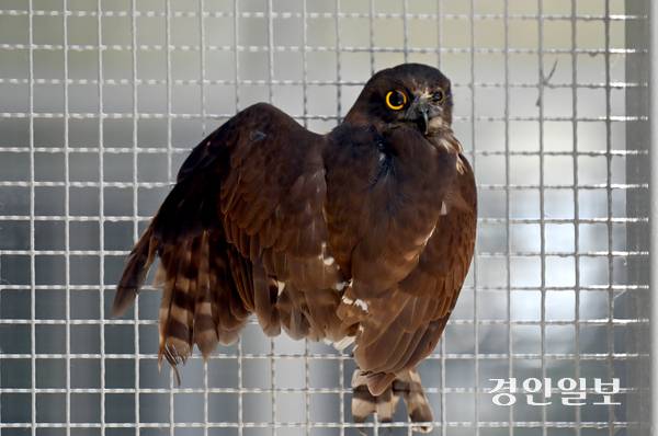 조류계류장에서 재활치료를 받고 있는 솔부엉이(천연기념물 제324-3호)가 철조망에 앉아 경계를 하고 있다. 사진/김용국기자 yong@kyeongin.com
