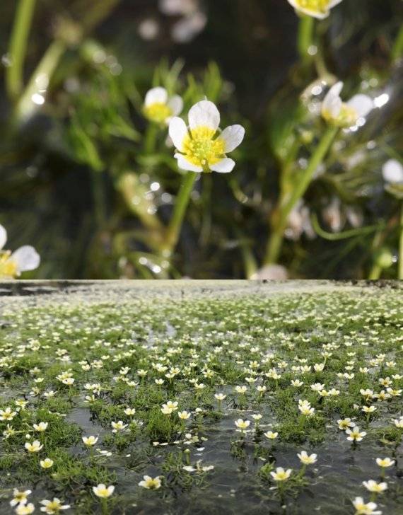 멸종위기 야생생물 Ⅱ급인 매화마름 모습.(사진=금강유역환경청 제공) /사진=뉴시스