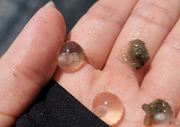 갑오징어 종자 [사진=군산시 ]