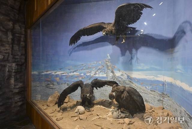 독수리가 시신을 먹고 하늘에 오르면 죽은 사람도 하늘로 올라간다고 여기는 티베트 전통 장례법인 ‘천장’을 재연한 모습. 홍기웅기자