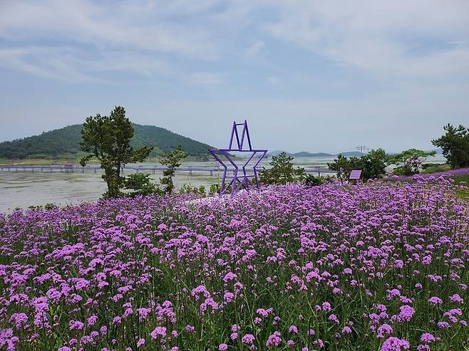 신안군 퍼플섬에 식재된 버들마편초 꽃밭 / 사진=신안군 제공