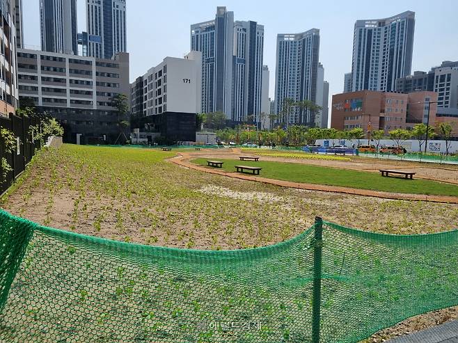 서울 강남구 개포동 일대. 개포주공1단지 재건축 조합이 기부채납한 체육시설 부지. 현재 공기정화 식물인 ‘양삼’을 심은 양삼공원으로 활용되고 있다. [사진=박로명 기자/dodo@heraldcorp.com]