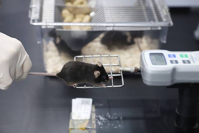연구진이 실험용 쥐(마우스)의 근육의 힘을 측정하는 실험모습.[한국생명공학연구원 제공]