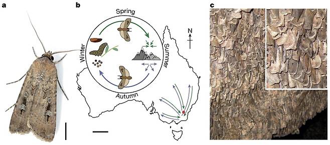 호주 보공나방 생애 a) 수컷 보공나방. 기준자 5㎜. [출처 A. Narendra]. b) 보공나방 성충은 봄철에 동남호주 번식지에서 최대 1천㎞ 떨어진 호주 알프스로 이동하며(초록색 화살표), 여름 동안 시원한 고산 동굴에서 여름잠을 잔다. 가을이 되면 번식지로 되돌아와(보라색 화살표) 교미하고 알을 낳은 후 죽는다. 기준자 500㎞. c) 여름철 호주 알프스 동굴에서 벽면 1㎡에 보공나방 약 1만6천 마리가 붙어 여름잠을 자는 모습. [Nature / Eric Warrant & David Dreyer et al. 제공. 재판매 및 DB 금지]