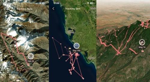 눈표범·돌고래·사자의 이동경로 [SNS 캡처. DB 및 재판매 금지]