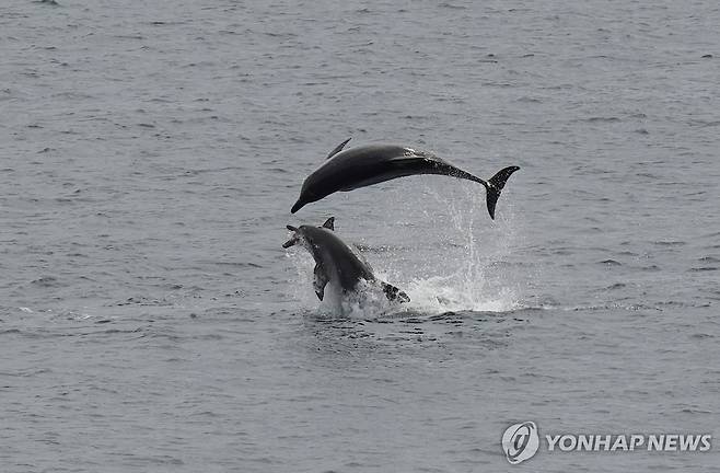 제주 남방큰돌고래 턱이 [제주대학교 고래·해양생물보전연구센터, 다큐제주 제공.재판매 및 DB 금지]