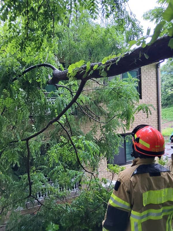 20일 과천시 문원동에서 나무가 주택 지붕 위로 쓰러졌다. [사진=경기소방재난본부]