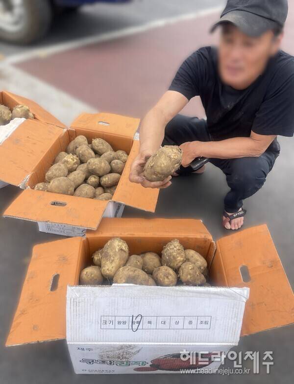 '왕특' 크기로 표시된 감자의 상자를 펼쳐 보이며 경매 결과를 수긍하기 어렵다고 토로하는 A씨.