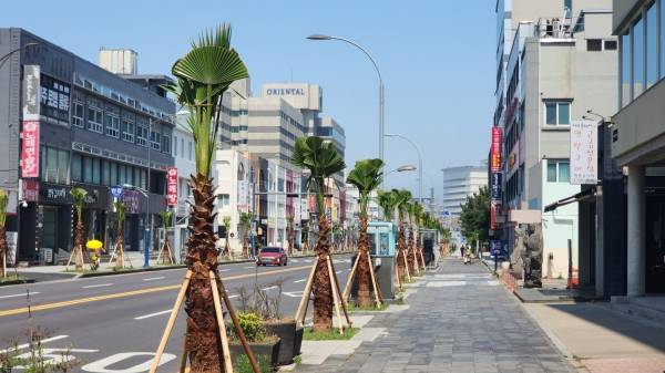 제주시 탑동로에 최근 워싱턴 야자수를 뽑아낸 후 다시 식재한 모습.