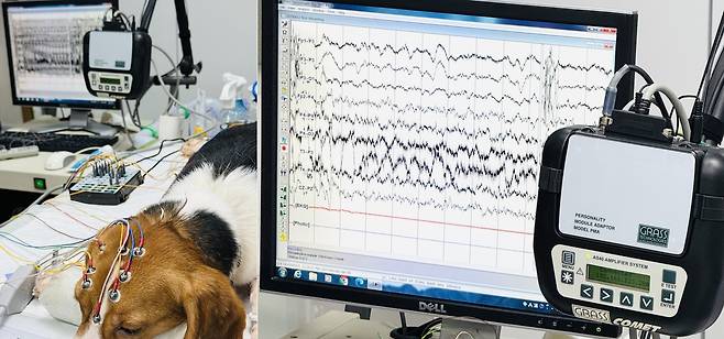 이안동물신경센터에서 도입한 뇌파분석기와 검사 모습(이안동물의학센터 제공) ⓒ 뉴스1