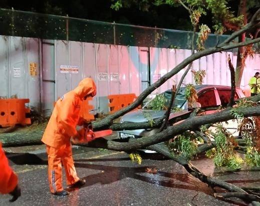 인천에 19일 밤부터 20일 오후까지 최대 159㎜의 많은 비가 내리면서 도로와 주택이 물에 잠기고 토사가 유출되는 등 피해가 속출했다. 사진은 도로 위에 쓰러진 나무. /인천소방본부
