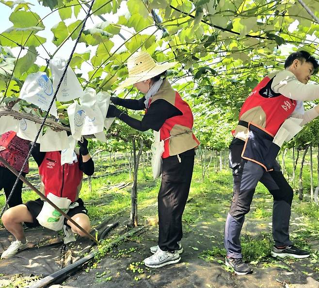18일 롯데아울렛 광주수완점 샤롯데봉사단원들이 광주 북구 금곡마을 과수원에서 포도에 봉지를 씌우는 작업을 하고 있다. 롯데아울렛 광주수완점 제공