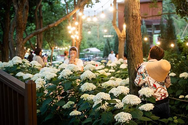 수국 축제가 열리고 있는 월아산 숲 속의 진주. 진주시 제공