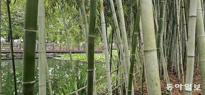 초전공원 내 대나무 숲에서 바라보는 저수지. 진주=김선미 기자 kimsunmi@donga.com