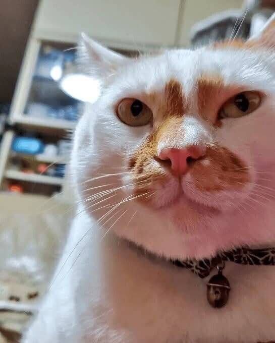 FB_IMG_1750386948018_20250620_133023_784.jpg 고양이 역변 레전드.jpg