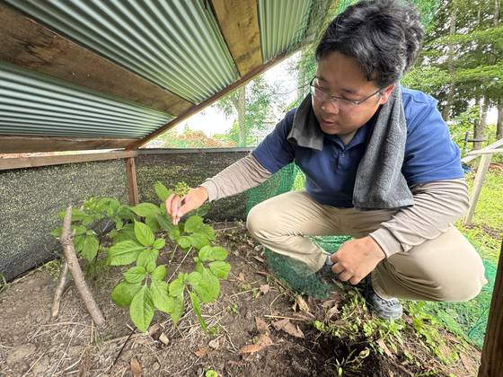 가누마미나미고는 도치기현에 단 한곳밖에 남지 않은 인삼 재배자로부터 전달받은 씨앗을 재배하고 있다. 이 학교 교사 아마가이 마나부가 올해로 5년째를 맞은 조선씨앗인삼을 보여주고 있다.김현예 특파원