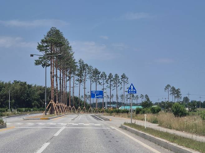 강릉시 남강릉나들목 명품 소나무 가로수길  전경. 강릉시 제공