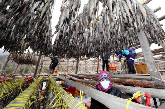 Pollack is dried to make hwangtae (dried pollock), a commonly used ingredient in haejangguk for its deep flavor, at a manufacturing facility in Injae, Gangwon, on Dec. 15, 2022. [YONHAP]